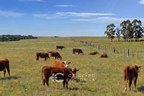 306 hectáreas. Ganadero Forestal en Maldonado Uruguay